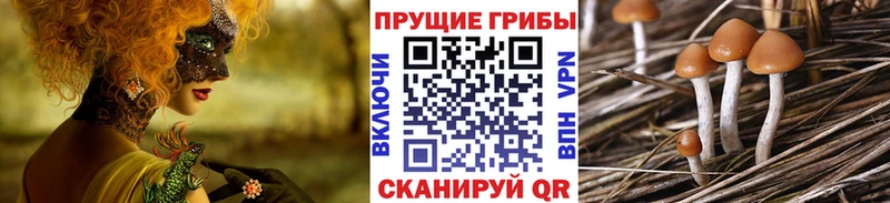 сайты даркнета телеграм  omg зеркало  Сосновка  Псилоцибиновые грибы прущие грибы 